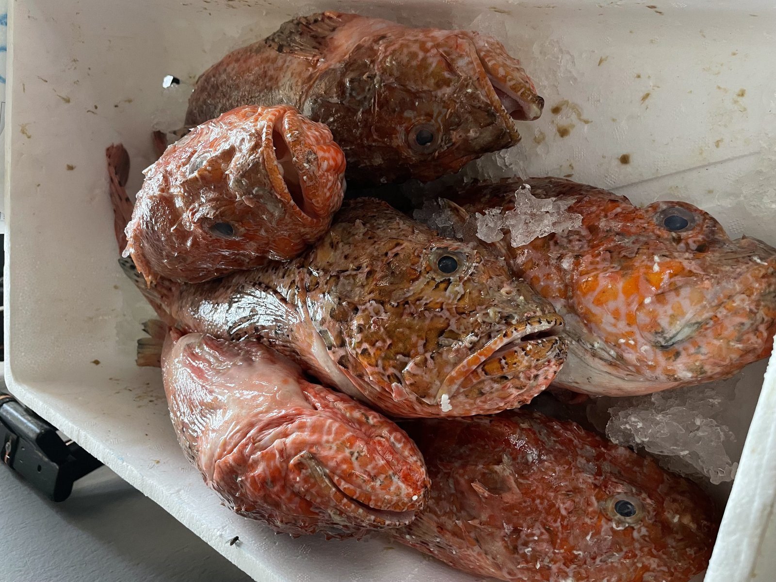 Read more about the article Fresh Seafood in Skiathos: A Culinary Experience