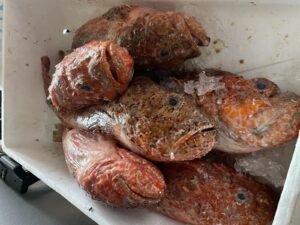 Read more about the article Fresh Seafood in Skiathos: A Culinary Experience